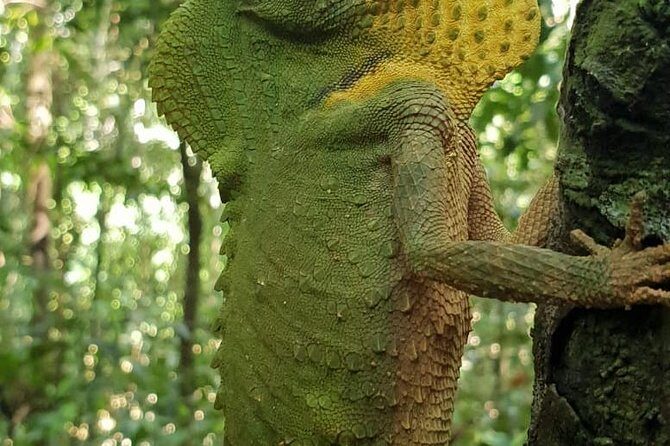 Sinharaja Short tour with 5 waterfalls tour or Adventure tour - Wildlife You Can Expect to Spot (Without Treating It Like a Checklist)