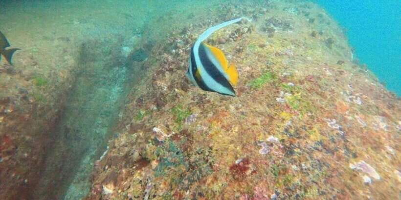 Snorkeling in Hikkaduwa - What you’ll likely see under the water in Sri Lanka