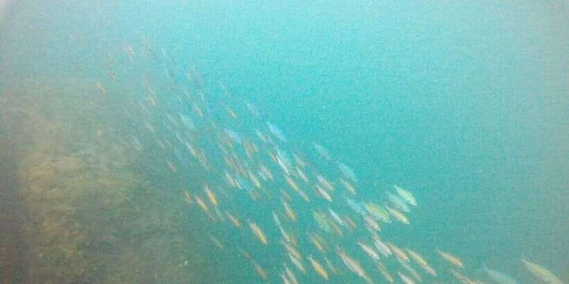Snorkeling in Hikkaduwa - Small group pace: how the instructor time is used