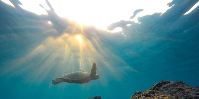 Snorkeling in Trincomalee - Trincomalee’s clear-water reefs, and what you’re really paying for