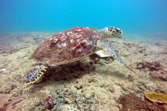 Snorkeling On Beautiful Rock Island - Unawatuna by Boat - Rock Island underwater: coral checks and octopus spotting