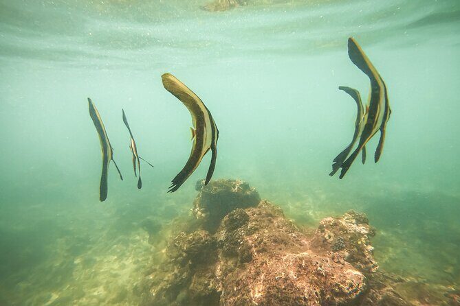Snorkeling On Beautiful Rock Island - Unawatuna by Boat - Make the most of a 2-hour outing
