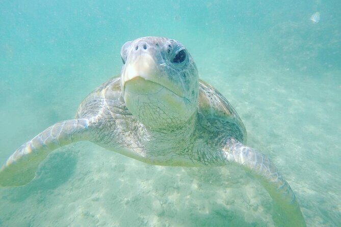 Snorkeling On Beautiful Rock Island - Unawatuna by Boat - The short 10-minute boat ride to Rock Island