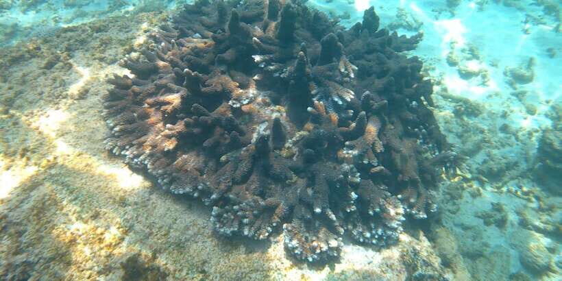 Snorkeling Trip from Polhena Beach, Matara, Sri Lanka - Price and value: what $29 gets you at Polhena Beach