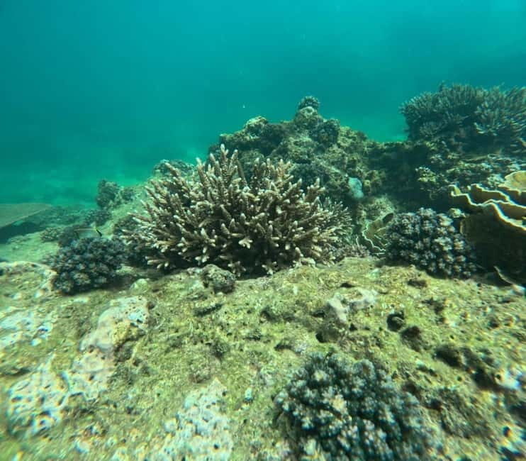 Snorkeling Trip To Angel Rock - Angel Rock From the Water: Coral, Fish, and What You’re Actually Looking For