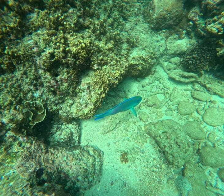 Snorkeling Trip To Angel Rock - Who This Trip Fits Best (and Who Should Skip It)