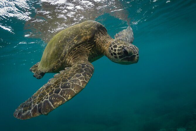 Snorkeling with Sea Turtles in Mirissa (Pickup and Drop included) - Key Things That Make This Snorkeling Tour in Mirissa Worth It