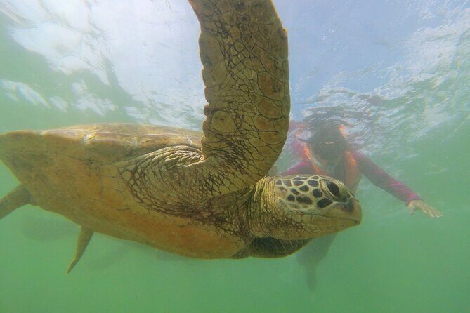 Snorkeling with Sea Turtles in Mirissa (Pickup and Drop included) - Entering the Water with a Plan, Not Guesswork