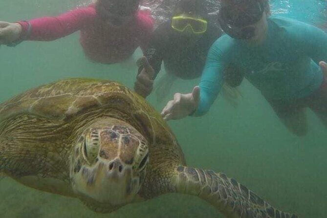 Snorkeling with Sea Turtles in Mirissa (Pickup and Drop included) - Beach Time, Tea, and Cookies After You Swim