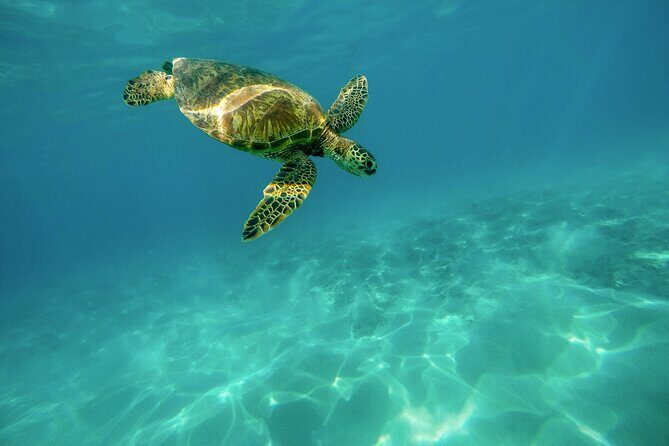 Snorkeling with Sea Turtles in Mirissa (Pickup and Drop included) - Practical Tips I’d Use Before You Go