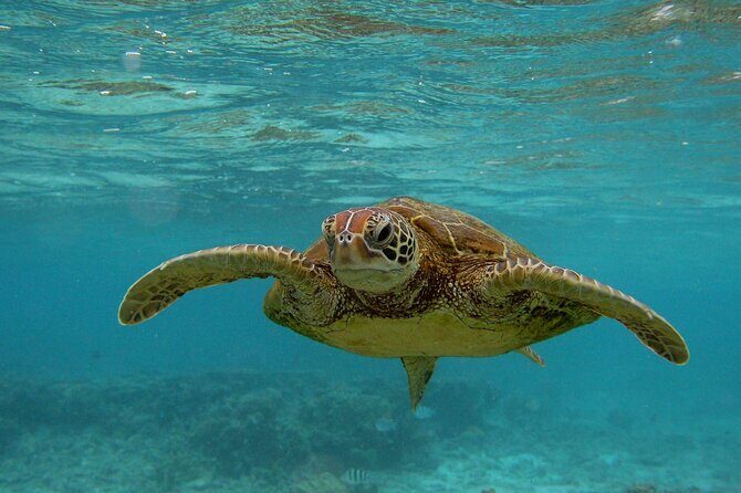 Snorkeling with Sea Turtles in Mirissa (Pickup and Drop included) - Gear You Don’t Have to Hunt Down