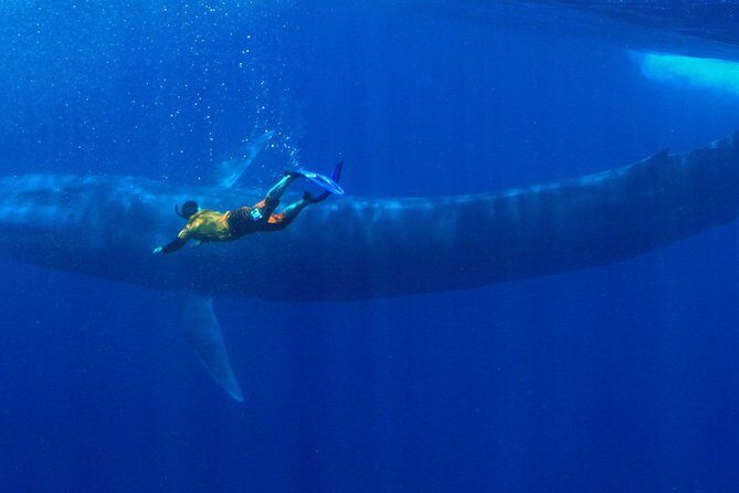 Snorkeling with Whales in Mirissa - Key Things That Matter Most on This Tour