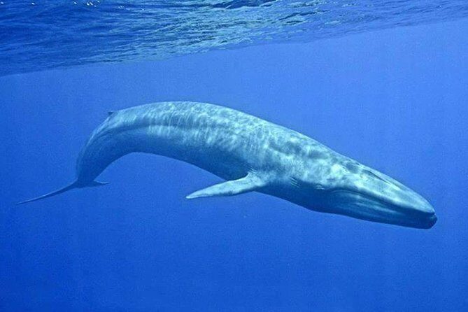 Snorkeling with Whales in Mirissa - Why Mirissa Is One of Sri Lanka’s Best Places for Whale Snorkeling