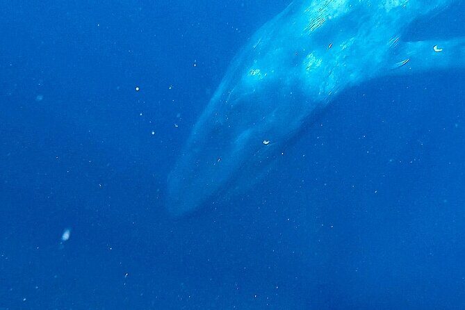 Snorkeling with Whales in Mirissa - The Gear, Snacks, and Small Comfort Wins
