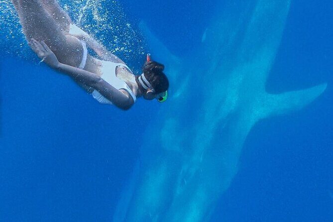 Snorkeling with Whales in Mirissa - Species You Might See (and What to Expect From Each Encounter)