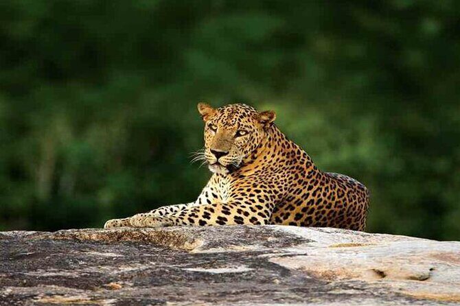 Special Full Day Safari Yala National Park - 04:30 AM to 06:00 PM - Key things to know before you go