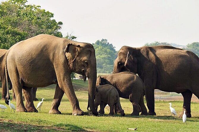 Special Full Day Safari Yala National Park - 04:30 AM to 06:00 PM - The Big Safari Window in Yala: What You’re Actually Setting Out to See