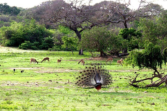 Special Full Day Safari Yala National Park - 04:30 AM to 06:00 PM - Morning Drives: Turning First Light Into Animal Sightings