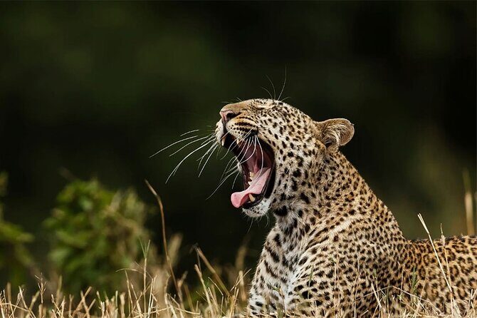 Special Full Day Safari Yala National Park - 04:30 AM to 06:00 PM - Price and Value: The $72 Rate Plus the $43 Entrance Fee