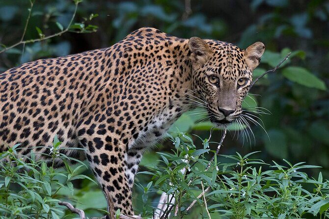 Special Full Day Safari Yala National Park - 04:30 AM to 06:00 PM - Inside the Park Meals: Breakfast and Lunch Without Wasted Time