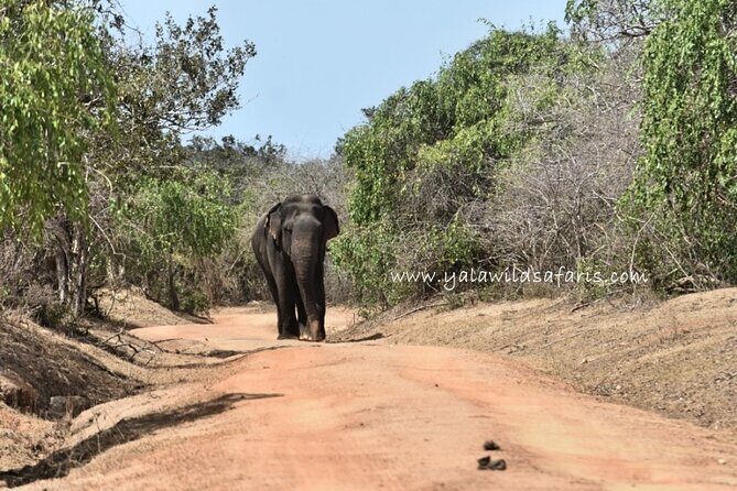Special Leopard Safari Tour in Yala National Park by Malith & the team - Key things to know before you go