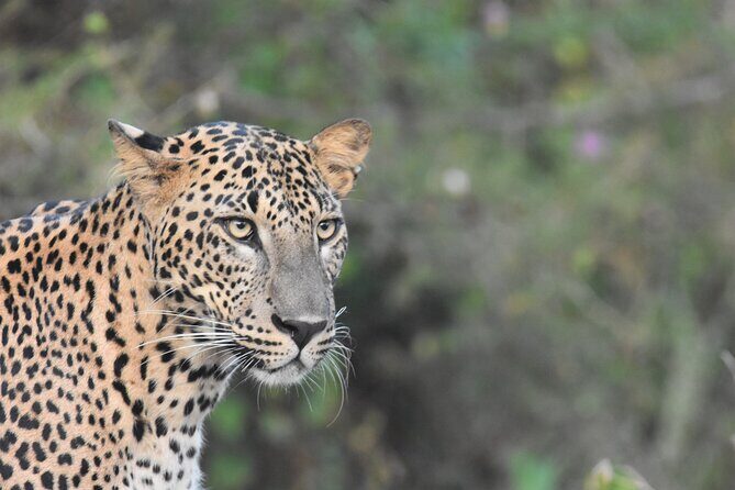 Special Leopard Safari Tour in Yala National Park by Malith & the team - Entering Yala National Park early, before the day gets noisy