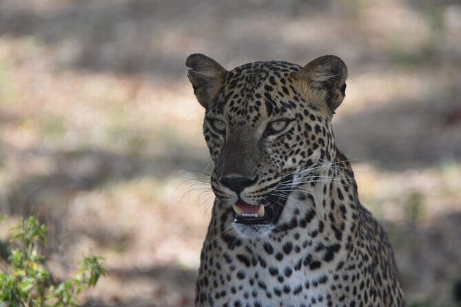 Special Leopard Safari Tour in Yala National Park by Malith & the team - Ticket office wait and the gate timing trick