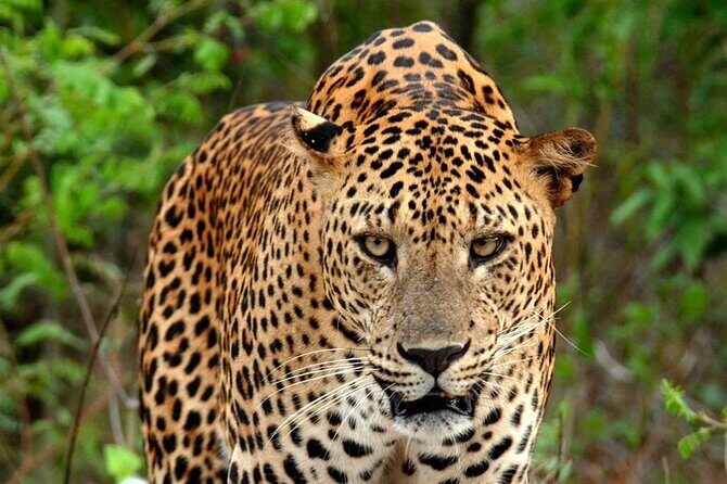 Special Leopard Safari Tour in Yala National Park by Malith & the team - 6:00–8:00 AM: the leopard-first window that drives the whole tour