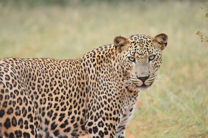 Special Leopard Safari Tour in Yala National Park by Malith & the team - After leopard: the other stars of Yala (deer, peacock, crocodile, elephants, wild boar)