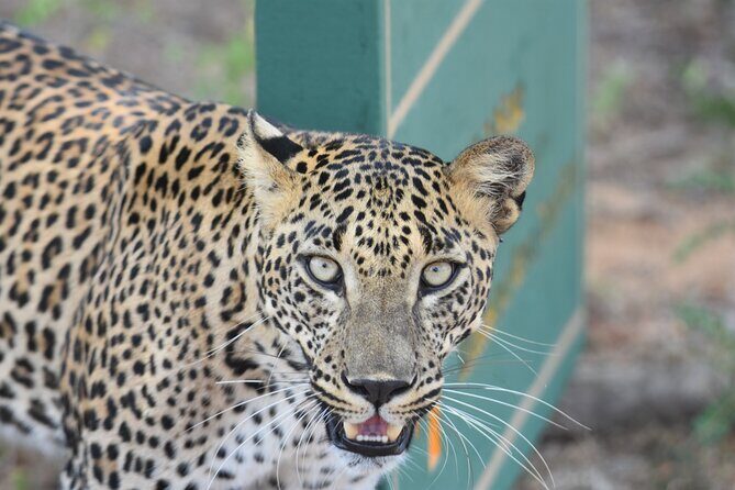 Special Leopard Safari Tour in Yala National Park by Malith & the team - Picnic lunch plus water and fruits: a small inclusion that matters in practice