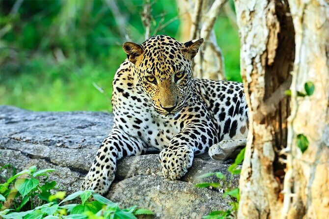 Special Leopards Safari Yala National Park - 04:30 AM to 11:30 AM - Yala at dawn: why the 04:30 AM start boosts your odds