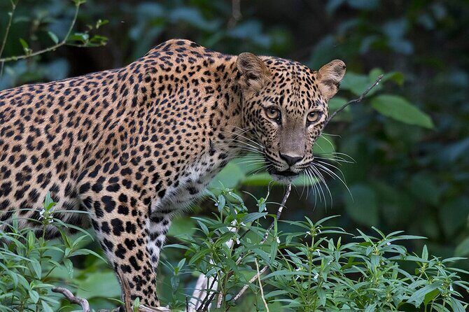 Special Leopards Safari Yala National Park - 04:30 AM to 11:30 AM - Leopard hunting reality: how to make the most of the search