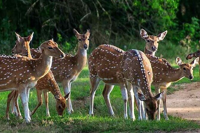 Special Leopards Safari Yala National Park - 04:30 AM to 11:30 AM - Price and value: $17 tour price plus the $43 park admission