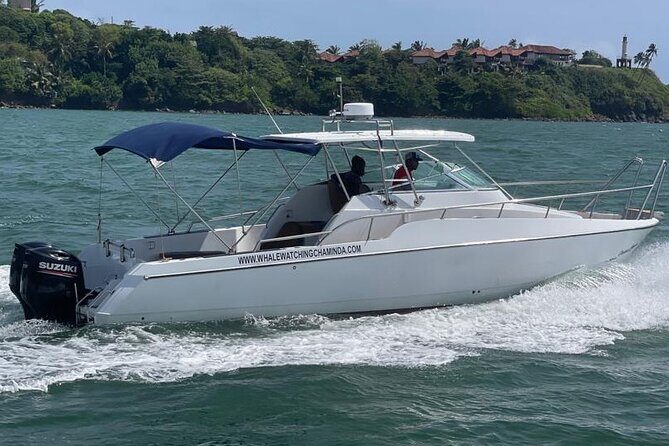 Sports Boat- Private Whale Watching Trip( free breakfast & paid pick-up) - Responsible whale watching rules you can feel good about