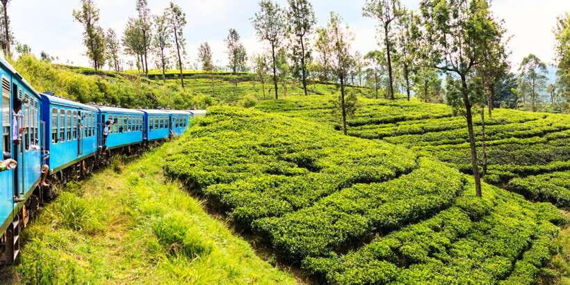 Sri Lanka: 2-Day wildlife tour; rainforest and National park - Udawalawe National Park jeep safari: four hours of wildlife odds