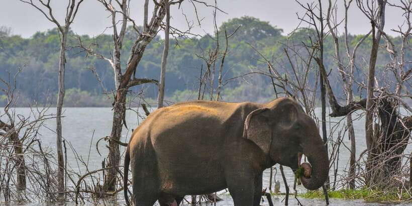 Sri Lanka: 2-Day wildlife tour; rainforest and National park - The people make or break wildlife days