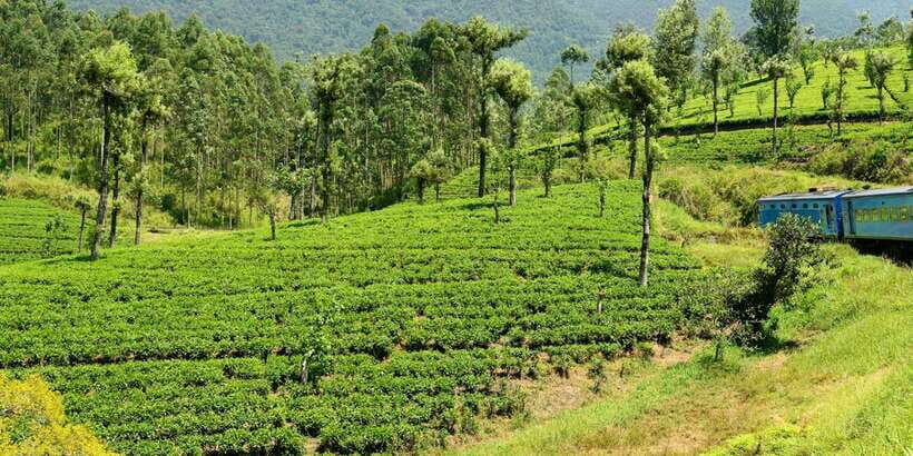 Sri Lanka: 2-Day wildlife tour; rainforest and National park - Sinharaja rainforest: a guided trek you can actually use