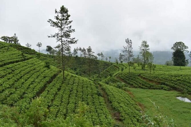 Sri Lanka 4 Day Private Tour - Tea-making at Damro Labookellie and the move to Nuwara Eliya