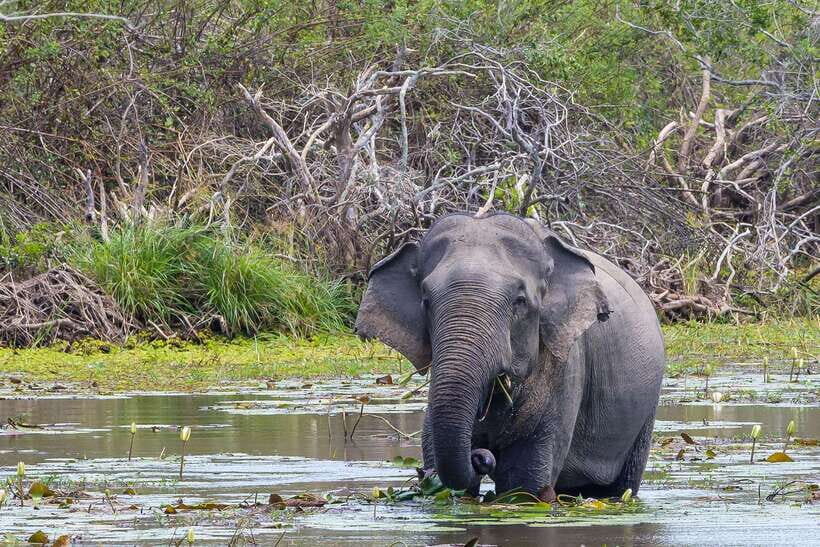 Sri Lanka: 4N5Day guided FULL TOUR with hotel accommodations - Ramboda waterfalls, tea factory, and the Ella train ride