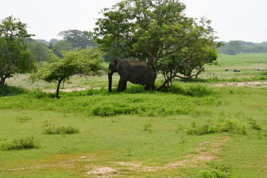 Sri Lanka 5-Day Private Country Side Tour Car, Hotels, Food - Day 2: Sigiriya Rock Fortress and Dambulla Golden Temple from Kandy