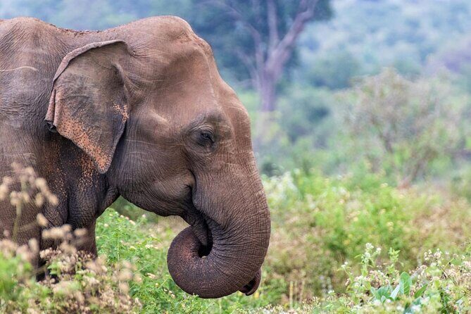 Sri Lanka 5 Day tour Best Nature and Culture include top hotels - Why this 5-day plan works from Colombo