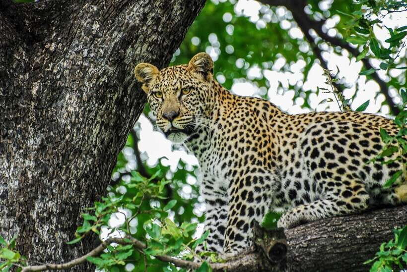 Sri Lanka: 7-Day Off-The-Beaten Path Private Tour - The Cultural Triangle: Sigiriya, Anuradhapura, Mihintale, and Polonnaruwa