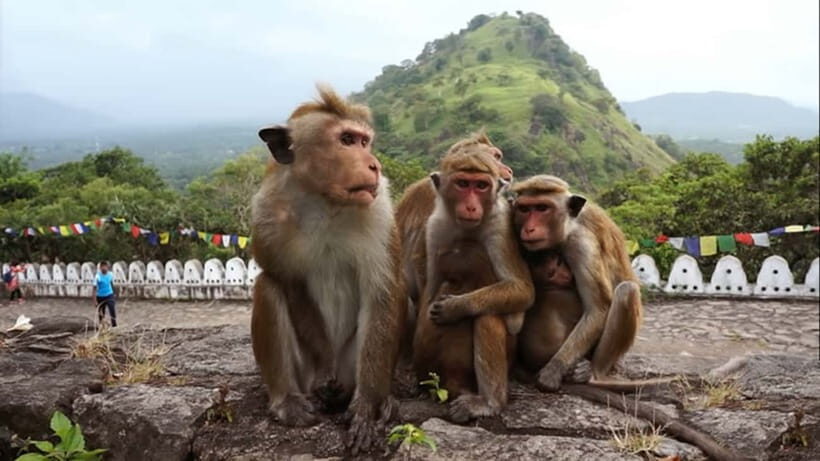Sri Lanka: 7-Day Off-The-Beaten Path Private Tour - Colombo wrap-up: temples, parks, and the last walk before you fly