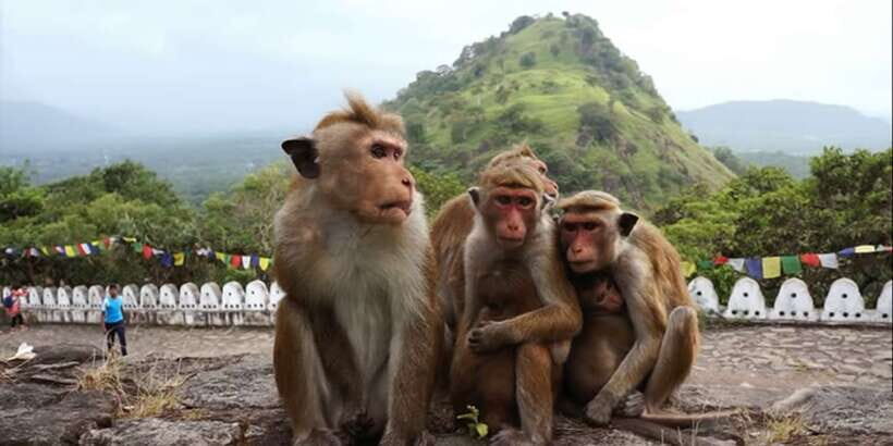 Sri Lanka Bentota: Day Trip to Sigiriya and Dambulla Temple - Price and value: is $195 fair for this much guided time?