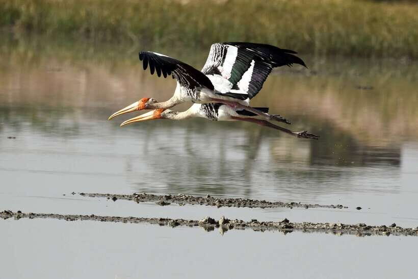 Sri Lanka Bentota: Private Mangrove Lagoon and River Cruise - Quick takes: what makes the Bentota mangrove cruise work
