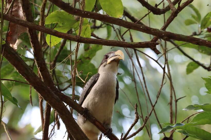 Sri Lanka Bentota: Private Mangrove Lagoon and River Cruise - Should you book this private mangrove lagoon cruise?