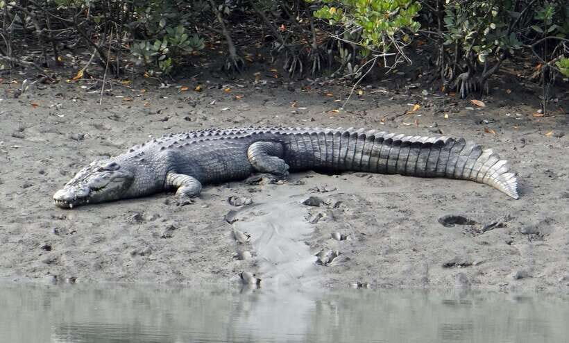 Sri Lanka Bentota: Private Mangrove Lagoon and River Cruise - Bentota River from a motorboat: the 2-hour wildlife safari