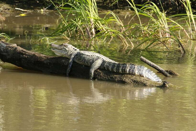Sri Lanka Bentota: Private Mangrove Lagoon and River Cruise - Price and value for a private Bentota lagoon cruise