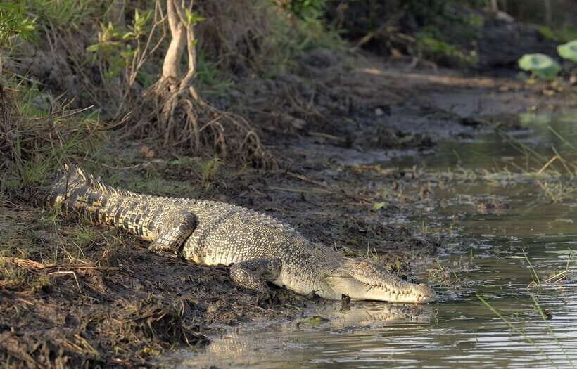Sri Lanka Bentota: Private Mangrove Lagoon and River Cruise - Practical tips to improve your sightings (and your comfort)