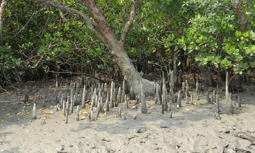 Sri Lanka Bentota: Private Mangrove Lagoon and River Cruise - Who should book this Bentota River mangrove cruise